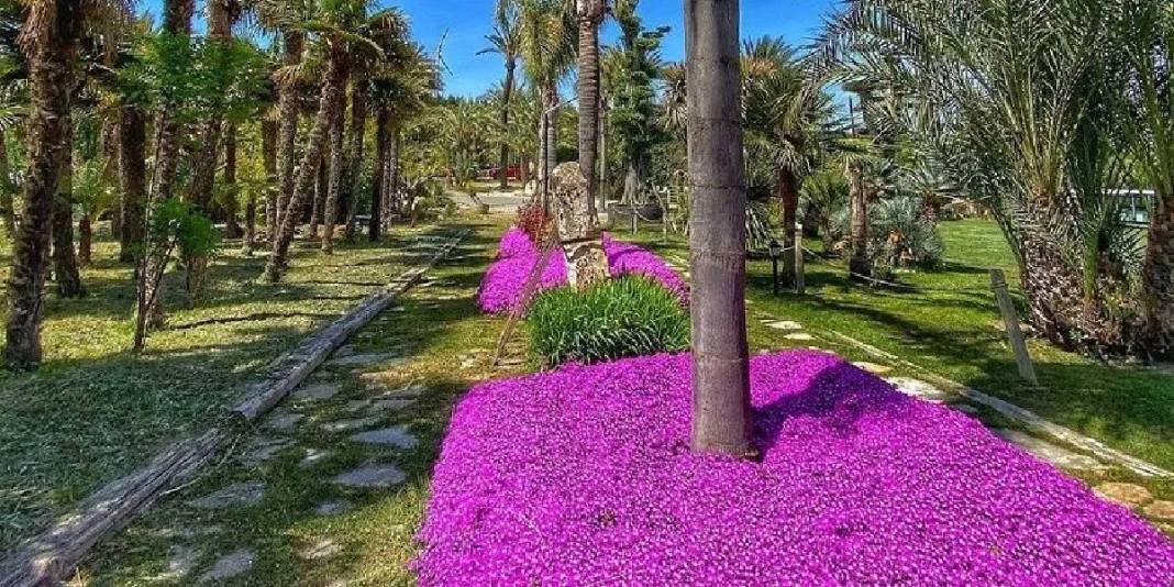 Ege’de saklı bir Avrupa! Zeytinliklerin arasında taş evli huzur köyü: Gideni büyülüyor 3